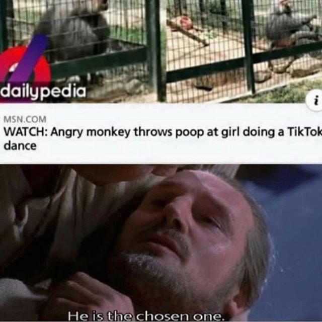WATCH Angry monkey throws poop at girl doing a TikTok dance America