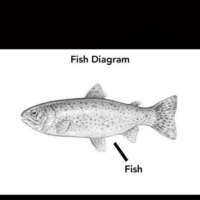 Fish Diagram Fish iFunny