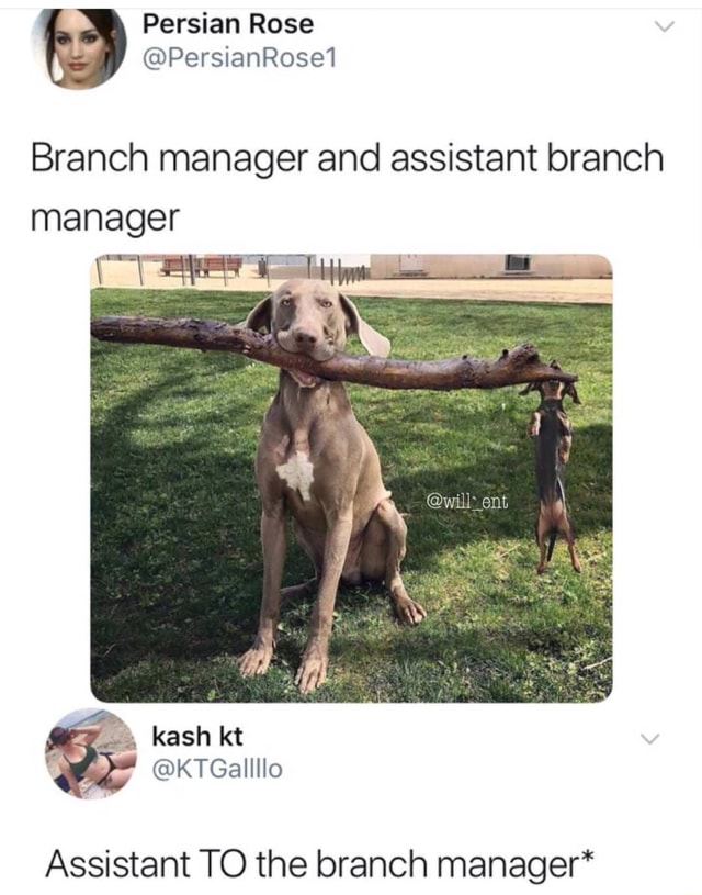Branch management. Branch manager. branch manager assistant branch manager. branch manager meme. a dog in the manager.