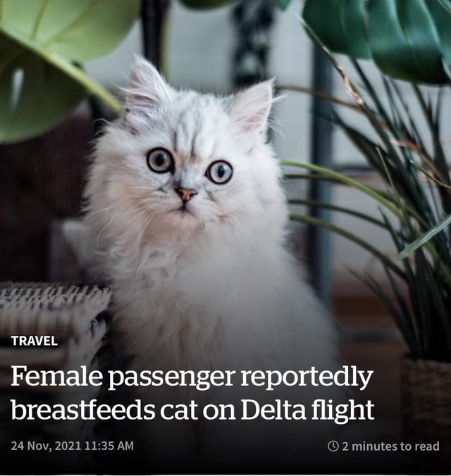 TRAVEL Female passenger reportedly breastfeeds cat on Delta flight 24