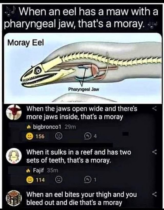 When an eel has a maw with pharyngeal jaw, that's a moray. Moray Eel