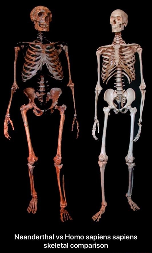 Neanderthal Vs Homo Sapiens Sapiens Skeletal Comparison Neanderthal Neanderthal Vs Homo Sapiens Sapiens Skeletal Comparison Neanderthal