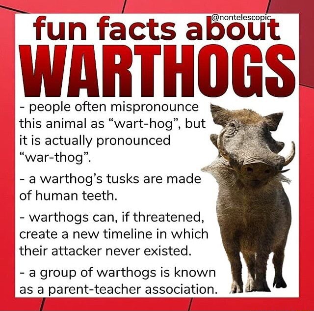 Fun facts a WARTHOGS - people often mispronounce this animal as "wart