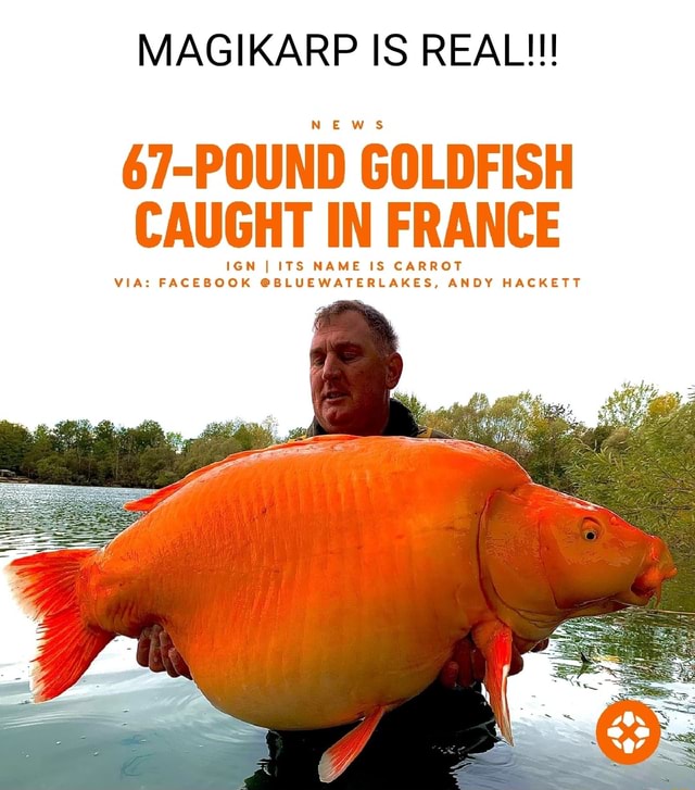 Magikarp Goldfish MAGIKARP IS REAL!!! NEw sS 67-POUND GOLDFISH CAUGHT IN FRANCE IGN I ITS ...