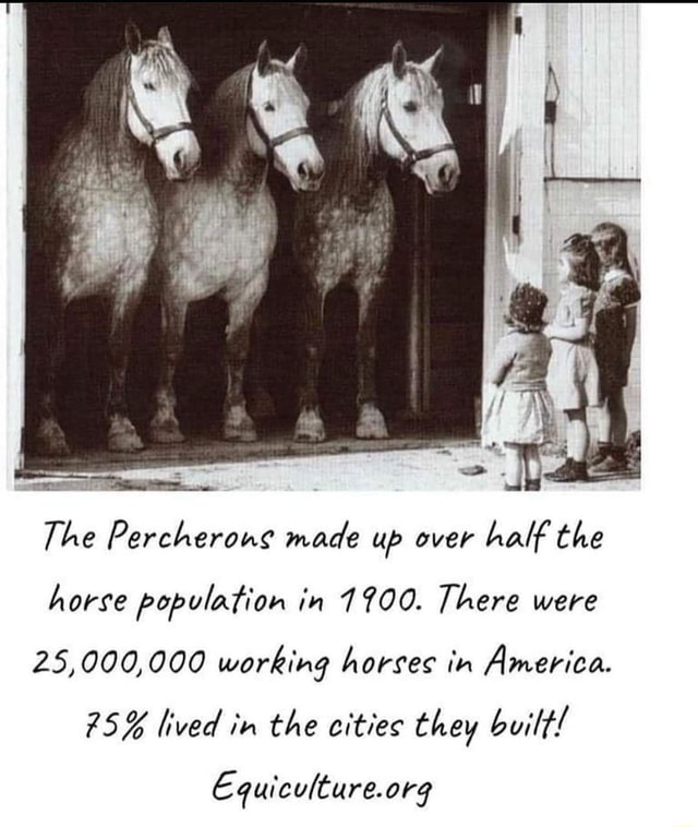 If The Percherous made up over half the horse population in 19700 ...