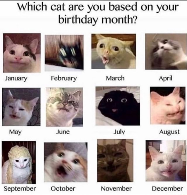 Which cat are you based on your birthday month? - iFunny