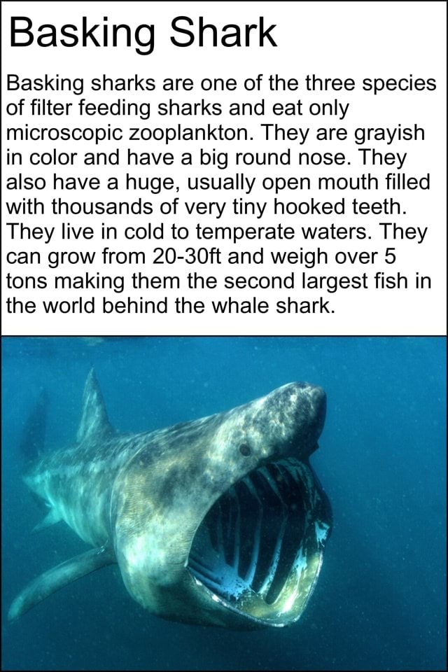 Basking Shark Basking sharks are one of the three species of filter