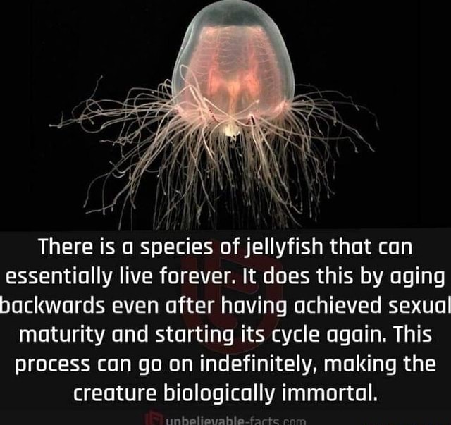 There is a species of jellyfish that can essentially live forever. It