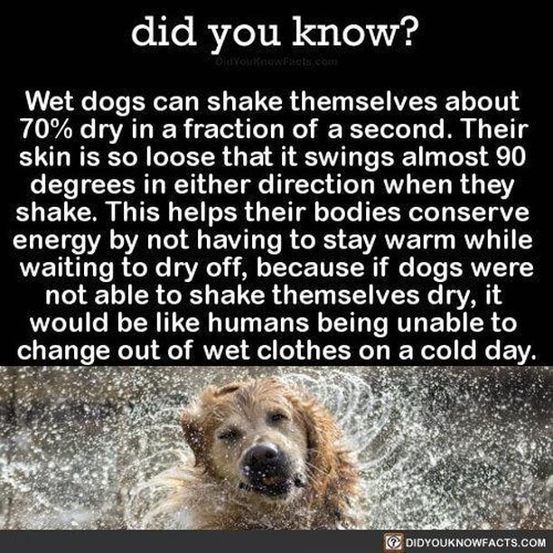 Did You Know Wet Dogs Can Shake Themselves About 70 Dry In A Fraction Of A Second Their Skin Is So Loose That It Swings Almost 90 Degrees In Either Direction When