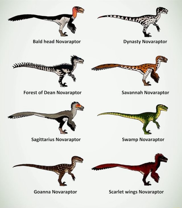 Bald head Novaraptor Dynasty Novaraptor Forest of Dean Novaraptor ...
