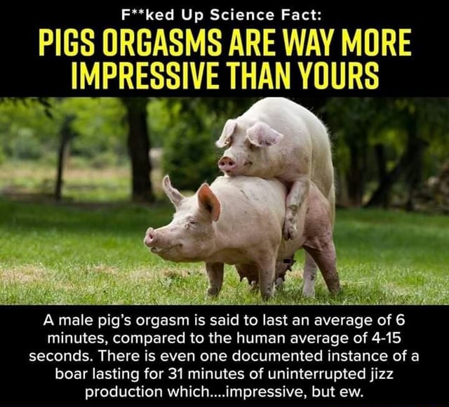 F ked Up Science Fact PIGS ORGASMS ARE WAY MORE IMPRESSIVE THAN