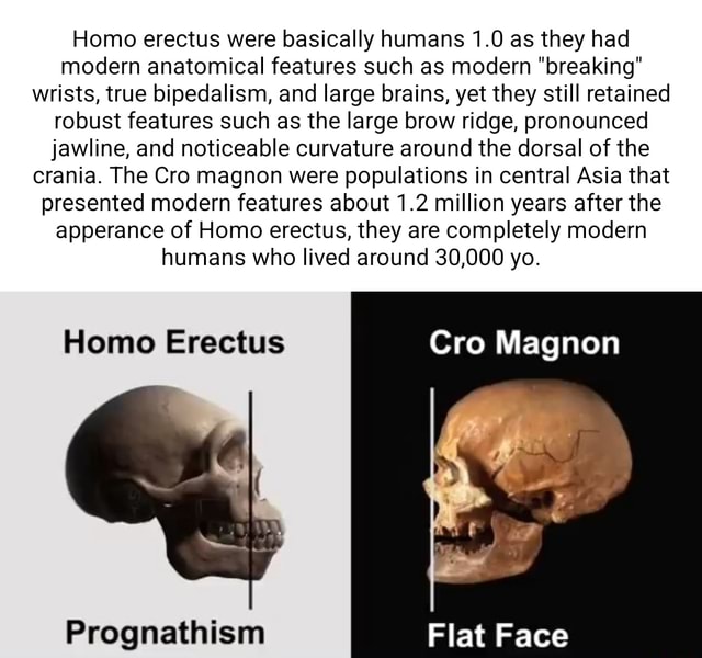 Homo Erectus Were Basically Humans 1.0 As They Had Modern Anatomical ...