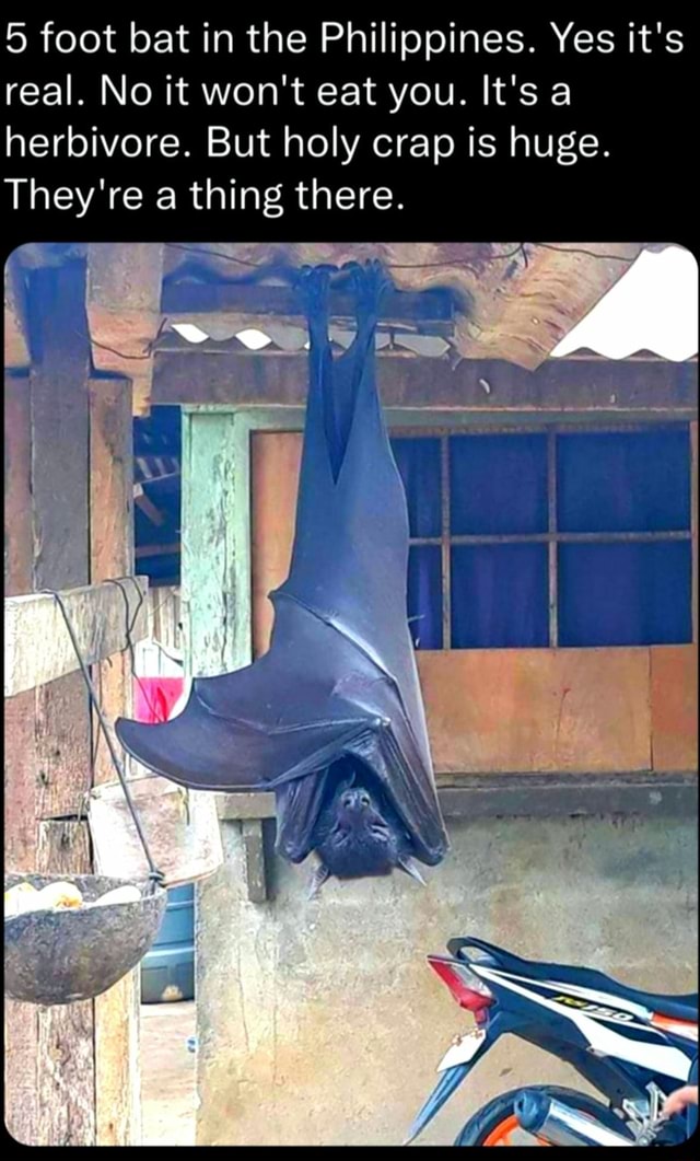 5 foot bat in the Philippines. Yes it's real. No it won't eat you. It's ...