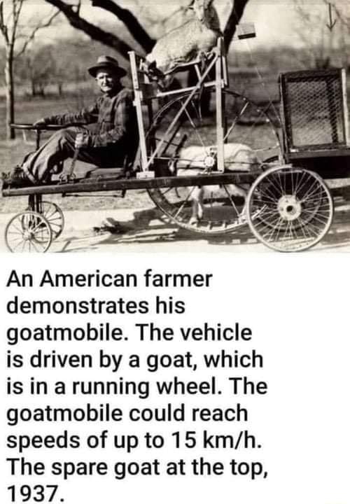 An American farmer demonstrates his goatmobile. The vehicle is driven ...