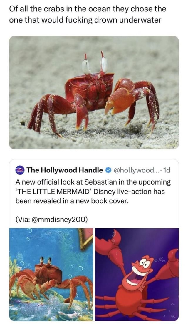 Of all the crabs in the ocean they chose the one that would fucking