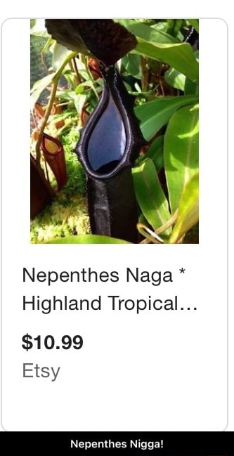 Nepenthes Naga Highland Tropical 1099 Nepenthes Nigga