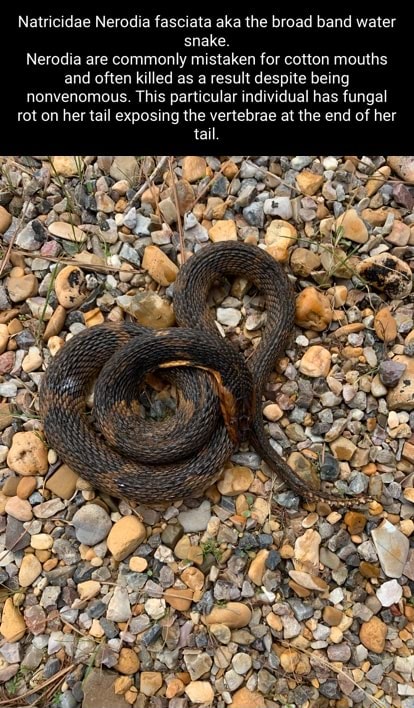 Natricidae Nerodia Fasciata Aka The Broad Band Water Snake. Nerodia Are ...