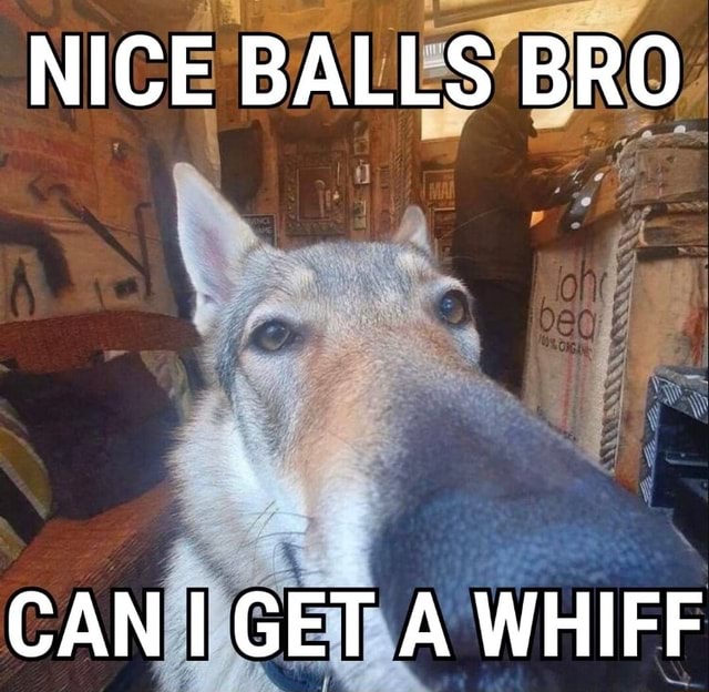 NICE BALLS BRO CAN I GET A WHIFF - IFunny