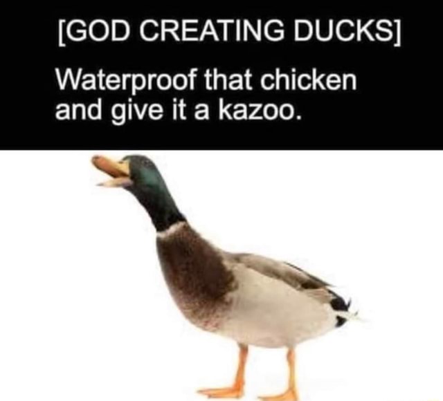 [GOD CREATING DUCKS] Waterproof that chicken and give it a kazoo. iFunny