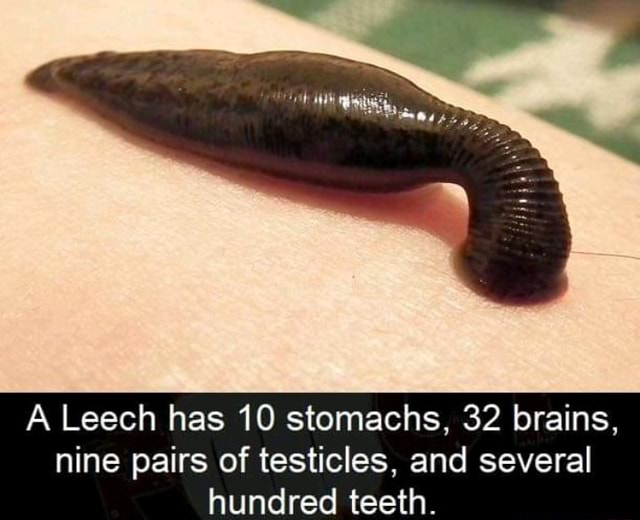 A Leech has 10 stomachs, 32 brains, nine pairs of testicles, and