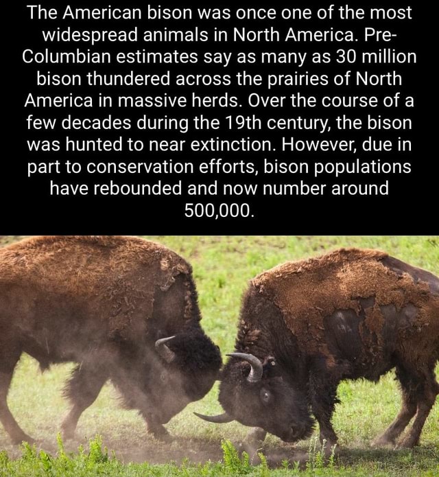The American bison was once one of the most widespread animals in North