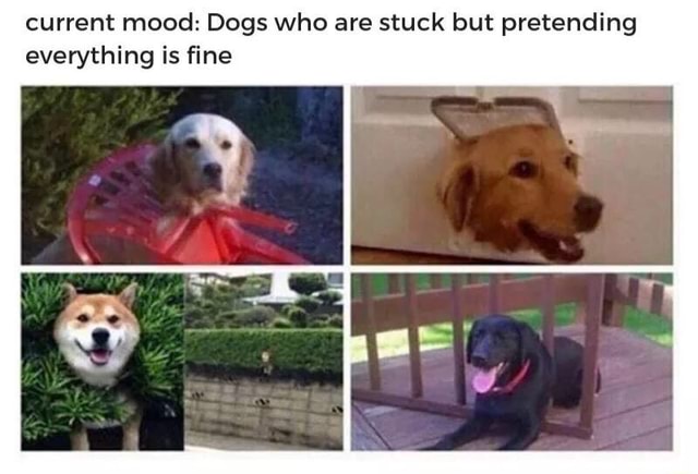 Current mood: Dogs who are stuck but pretending everything is ﬁne - iFunny