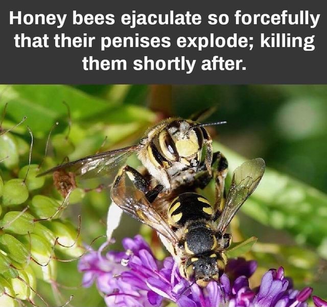 Honey bees ejaculate so forcefully that their penises explode; killing ...