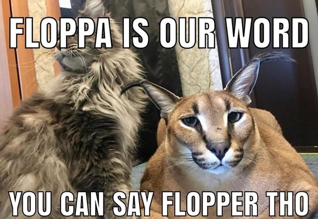 Floppa Is Our Word Im You Can Say Flopper Tho Ifunny