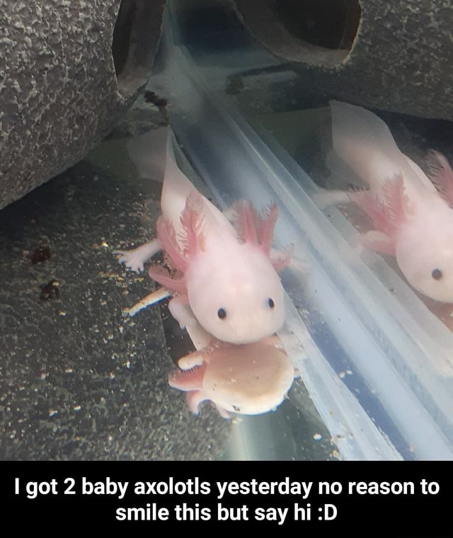 Got 2 Baby Axolotls Yesterday No Reason To Smile This But Say Hi D I Got 2 Baby Axolotls Yesterday No Reason To Smile This But Say Hi D