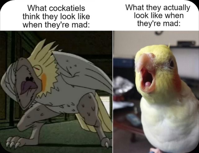 What cockatiels What they actually think they look like look like when ...