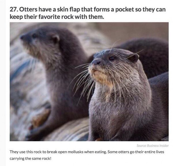 27. Otters have a skin flap that forms a pocket so they can keep their ...