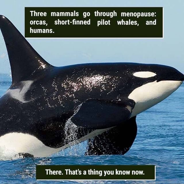 Three mammals go through menopause: orcas, short-fmned pilot whales