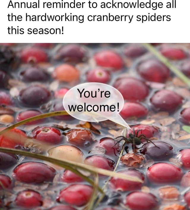 Annual Reminder To Acknowledge A The Hardworking Cranberry Spiders This Season Youre Ifunny 1057