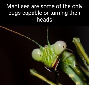 Mantises are some of the only bugs capable or turning their heads - seo ...