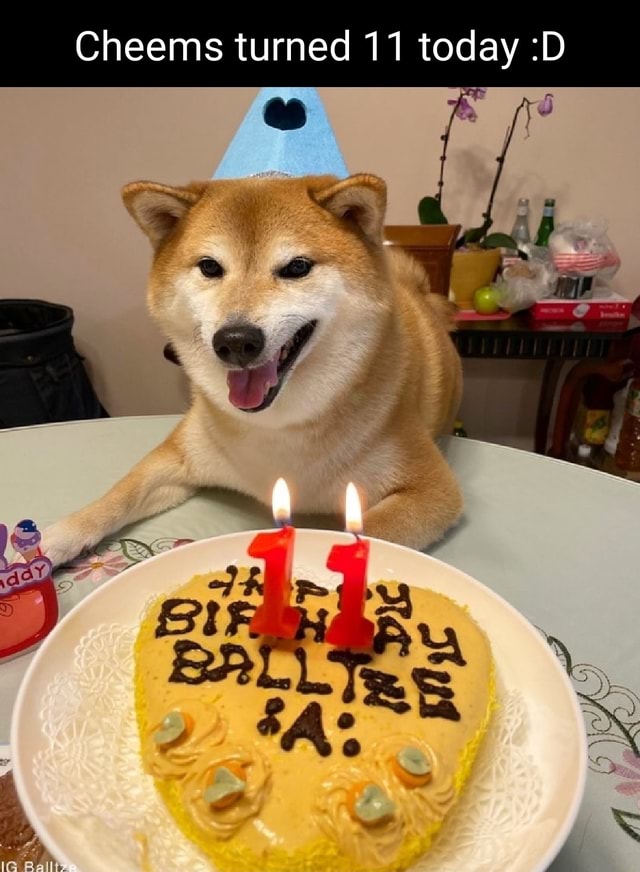 Cheems turned 11 today :D - iFunny