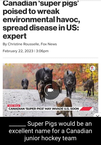 Canadian 'super Pigs' Poised To Wreak Environmental Havoc, Spread ...