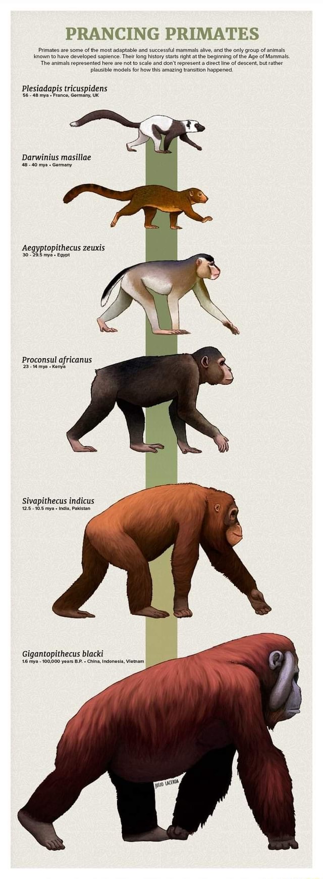 prancing-primates-primates-are-some-of-the-most-adaptable-and