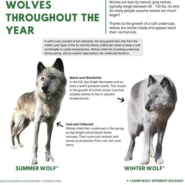 WOLVES Wolves are lean by nature; gray wolves typically weigh between ...