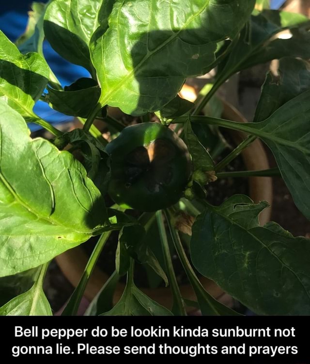 Bell pepper do be lookin kinda sunburnt not gonna lie. Please send