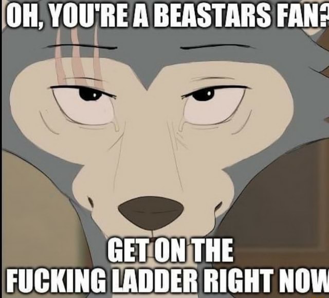 OH, YOU'RE A BEASTARS FAN: GET ON THE FUCKING LADDER RIGHT NOW - iFunny