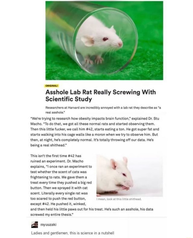 Asshole Lab Rat Really Screwing With Scientific Study Researchers at