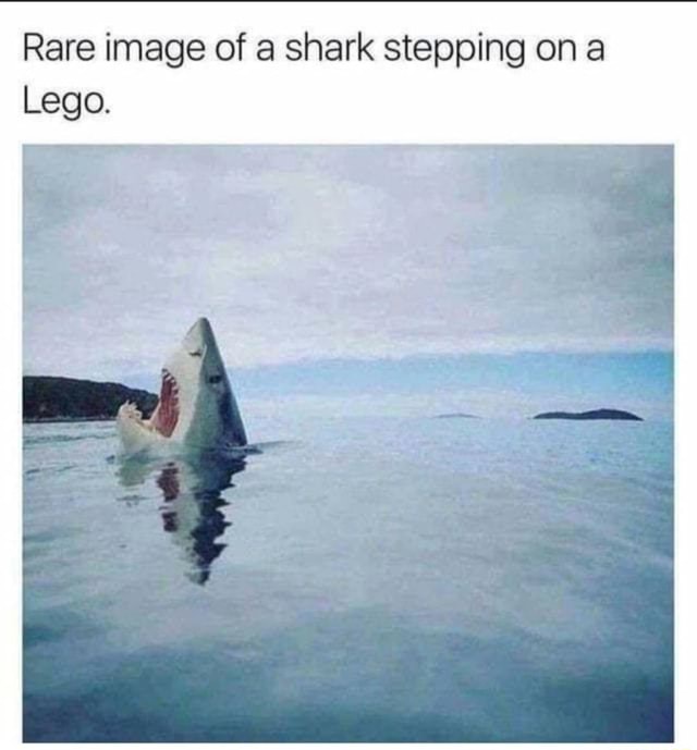 Rare image of a shark stepping on a Lego. - )