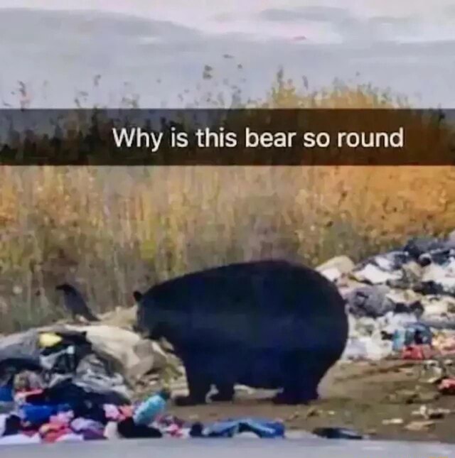 Why Is This Bear So Round IFunny why-is-this-bear-so-round-ifunny