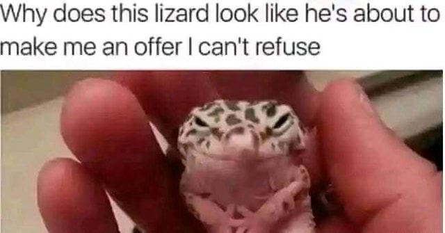 Why does this lizard look like he's about to make me an offer I can't ...