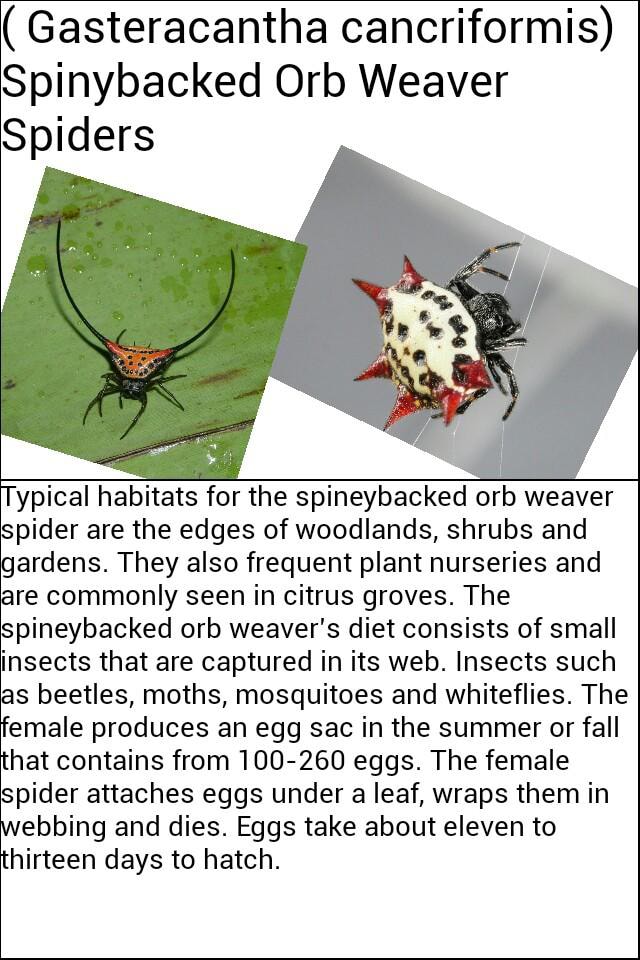 Gasteracantha Cancriformis Spinybacked Orb Weaver Spiders Typical Habitats For The Spineybacked Orb Weaver Spider Are The Edges Of Woodlands Shrubs And Gardens They Also Frequent Plant Nurseries And Are Commonly Seen In Citrus Groves The