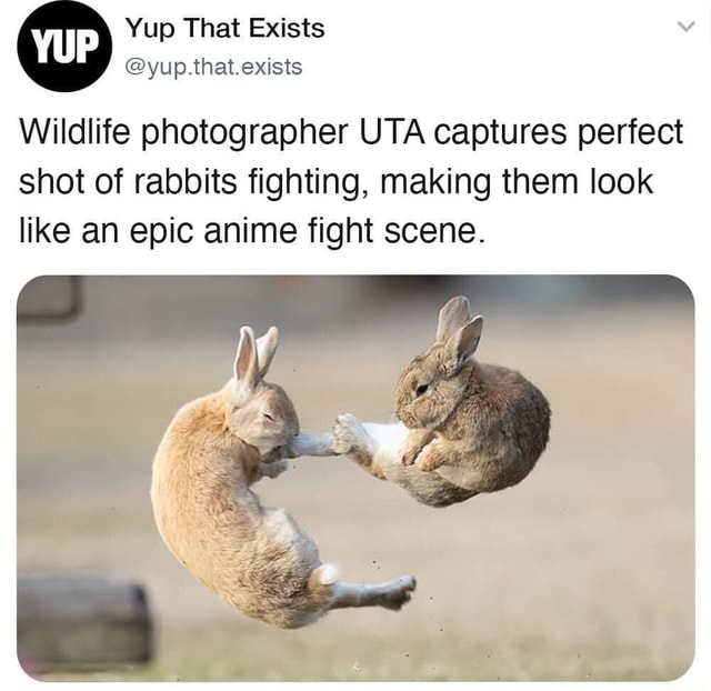 Wildlife photographer UTA captures perfect shot of rabbits fighting