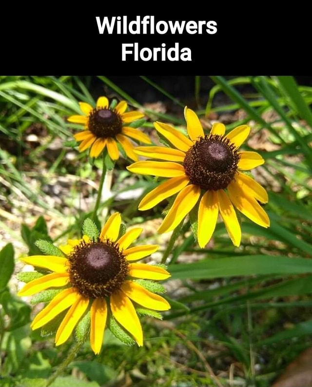 Wildflowers Florida America’s best pics and videos