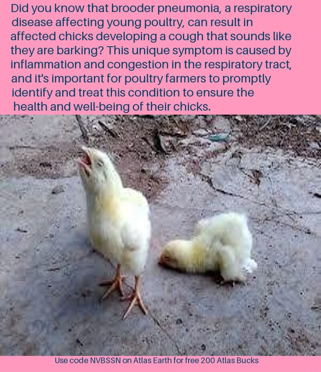 Did you know that brooder pneumonia, a respiratory disease affecting young poultry, can result