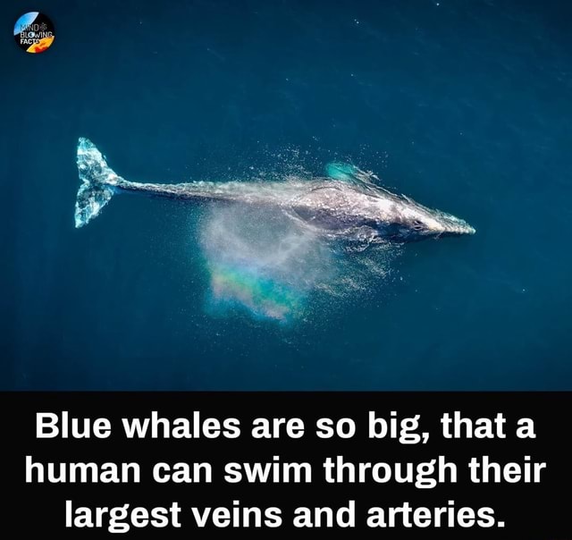 Blue whales are so big, that a human can swim through their largest ...