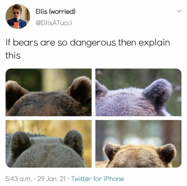 If Bears Are So Dangerous Then Explain This Am. 29 Jan. 21 Twitter For ...